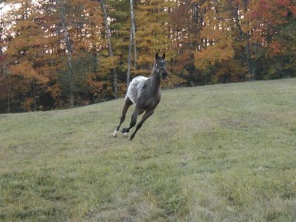 Appaloosa au galop