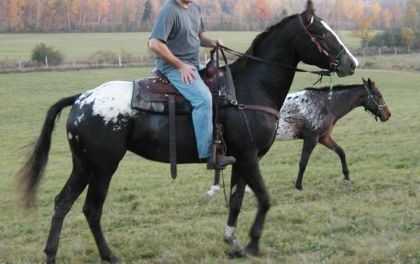 Appaloosa