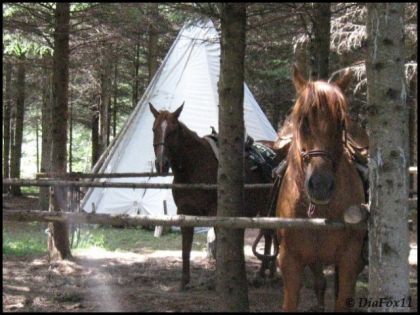 Nos Juments Daisy et Lucky qui prennent la pause devant notre...