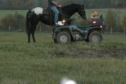 Cheval appaloosa et un VTT