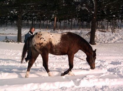 Romano Poulain appaloosa de 1 an 1/2.