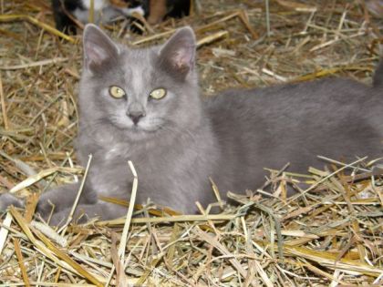 Mon beau bros mine de l'écurie qui a une cataracte..