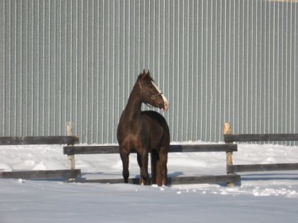 Cheval dehors en hiver devant un mur