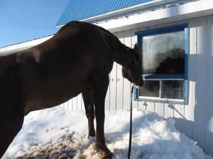 Un cheval regarde par la fenêtre