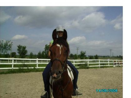 le beau Hubert apres un petit entreinement de dressage