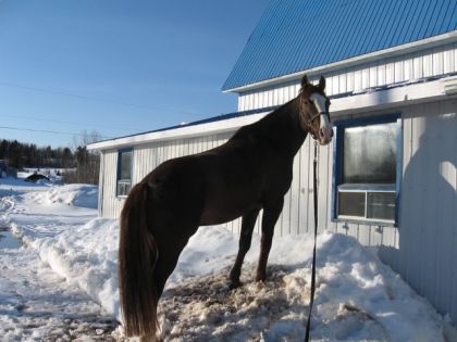 Mon cheval est aussi haut que l'écurie. Il aime bien fouiné et...