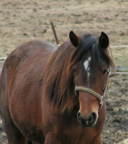 Gros plan sur un cheval
