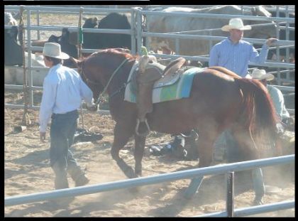 Marco Boudreau Avec Son Stud Honor For money Red .... Toute un...