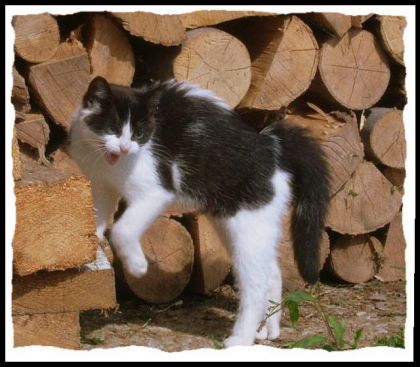 Encore une fois, Croque-mitaine qui s'exprime! LOL .