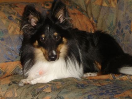 Ma petite carpette un mini-colley  (shetland) de maintenant 1 an...