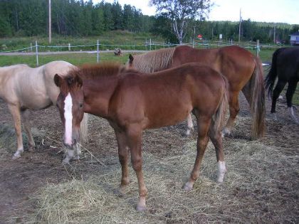 La petite Ginger qui va avoir 5 mois le 27 Juillet!!