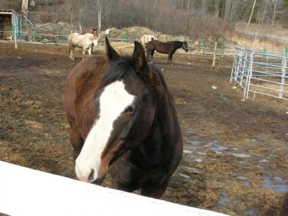 Cheval dans un enclos