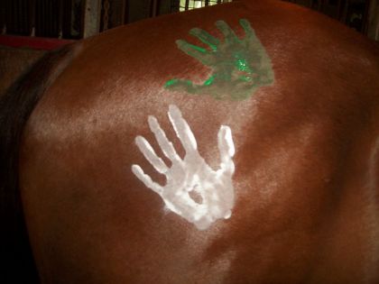 La fesse droite de mon cheval avant le show! peinturé par moi!!...