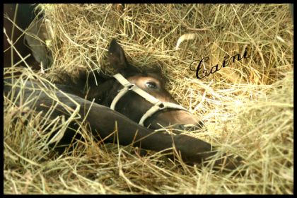Que la vie est difficile .... !!!!!
