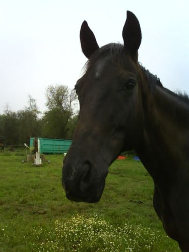 Mazzep' dans son paddock