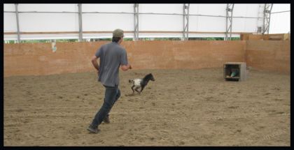 Phil et Whippet  Ce n'est pas parce qu'on a de plus grandes...