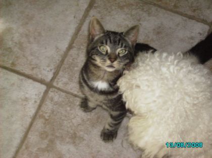 Qui a dit que les chiens n'aimait pas les chats? un ti bec donné...