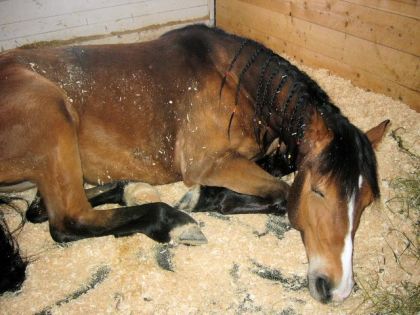 Henri le 25 mars 2007...la seul fois que j'ai vu mon cheval...