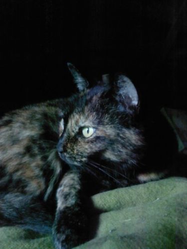 mon chat! ^^