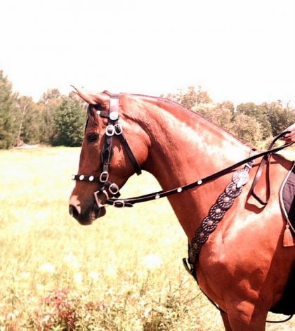 Ma jument ressemble a un cheval de barbie sur cette photos!!! on...
