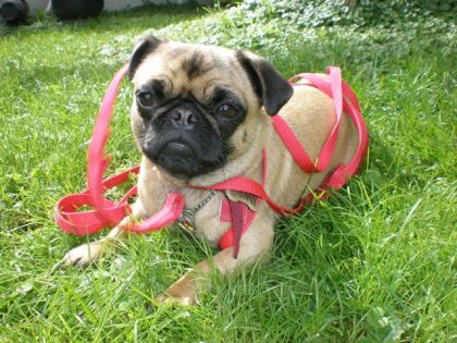 Ma chienne toute emmelée dans sa longe! J'en reviens pas...une...