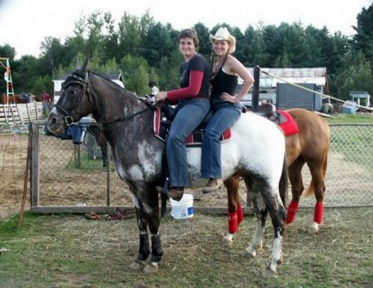 Shadow appaloosa enr. de 15,1 mains.