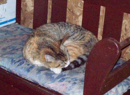 Ma Chatte !