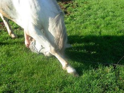 Magic qui fait la r&eacute;v&eacute;rence!  Pas trop mal pour un d&eacute;butant! :)