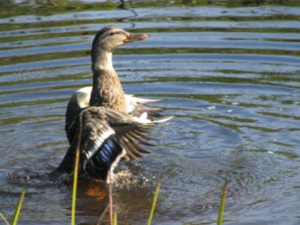 canard aux marais du nord-photo prise par moi