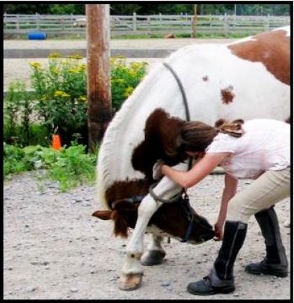 Lancelot en pleine apprentissage de r&eacute;v&eacute;rence ! Maintenant, il...