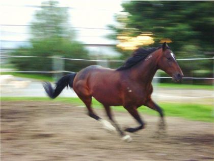photo par anypier Mon Stand au galop
