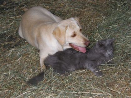 L'amour entre chien et chat existe!