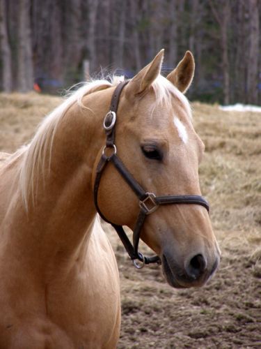 Mon Peppy of LOVE