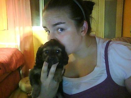 Moka, ma nouvelle acquisition, Teckel X chihuahua