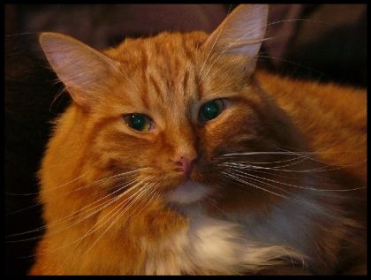 Il s'appelle Tobby mais il auait pu s'appeler moustache!!!    lol