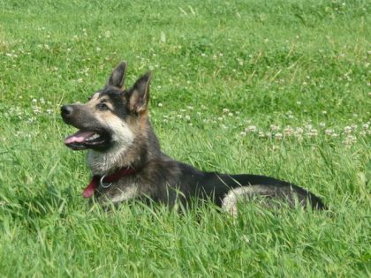 Dakota notre berger allemand