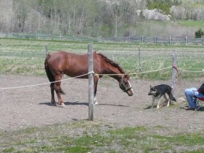Première rencontre Dakota et Run.. qui est curieux et qui est...