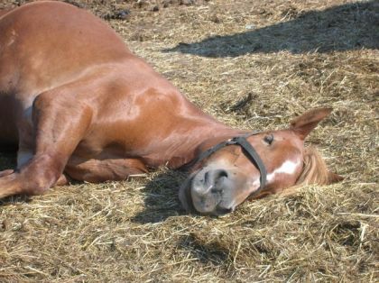 Jolie Coeur, notre belge de 16 ans qui se repose à la manière...