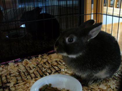 Mon ptit Lapin Fouky Il est tros chou comme sa!
