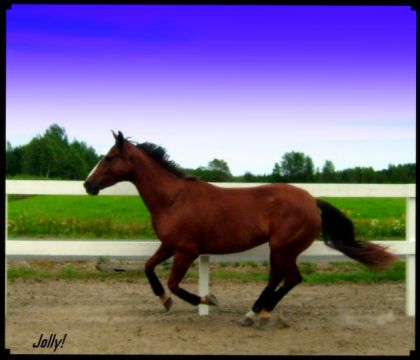 photo par Mimo Ma jument au galop!!! ;)