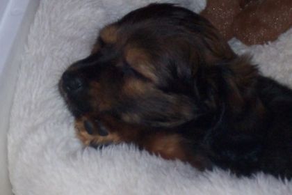 Moka fait dodo :)