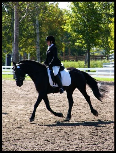 Une autre photo du Frison à la finale de Blainville