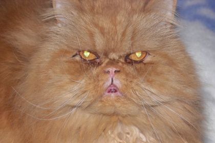 Gris plan sur la face d'un chat