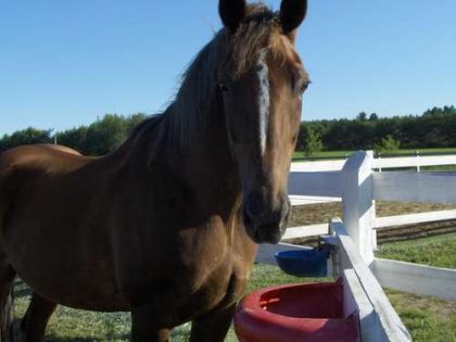 Mon cheval Orlando !