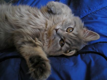 Lady Kira de Gael !