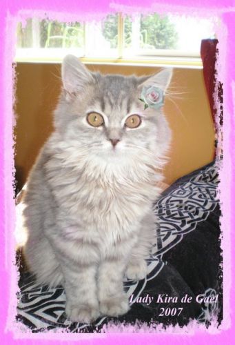 Encore Lady Kira de Gael , British longhair, bleu tabby et crème
