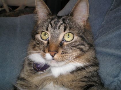 C'est pas moi ! surement la faute des autres chats!