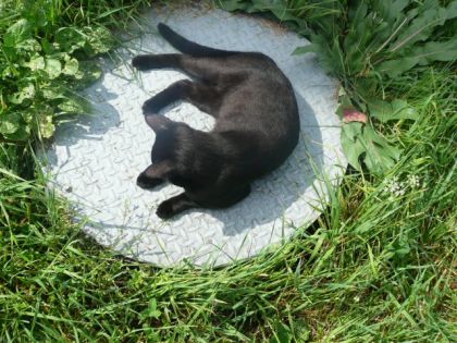 mon chat qui fai la belle vie!