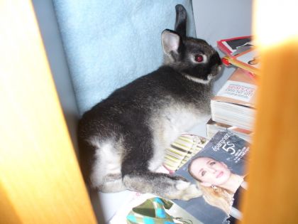 Mon lapin Fouky!