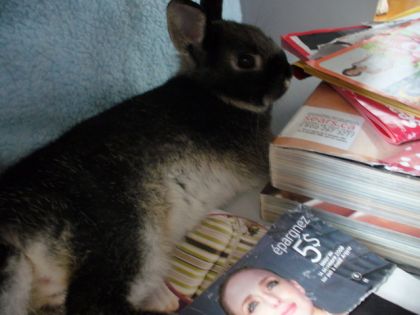 MOn lapin fouky!